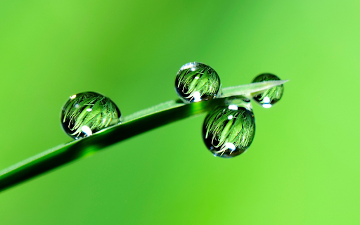 Leaf and water drop from Chrome web store to be run with OffiDocs Chromium online Leaf and water drop from Chrome web store to be run with OffiDocs Chromium online