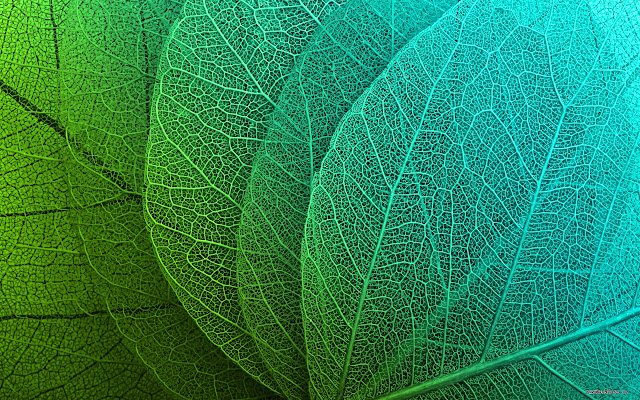 Leaf Structure from Chrome web store to be run with OffiDocs Chromium online Leaf Structure from Chrome web store to be run with OffiDocs Chromium online