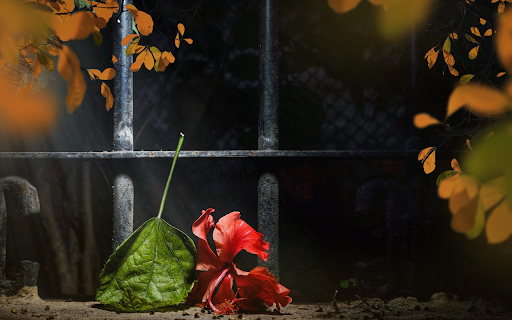 Leaves and flowers fall red from Chrome web store to be run with OffiDocs Chromium online Leaves and flowers fall red from Chrome web store to be run with OffiDocs Chromium online