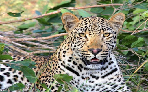 leopard wallpaper from Chrome web store to be run with OffiDocs Chromium online leopard wallpaper from Chrome web store to be run with OffiDocs Chromium online