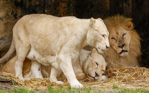 Lion family from Chrome web store to be run with OffiDocs Chromium online Lion family from Chrome web store to be run with OffiDocs Chromium online