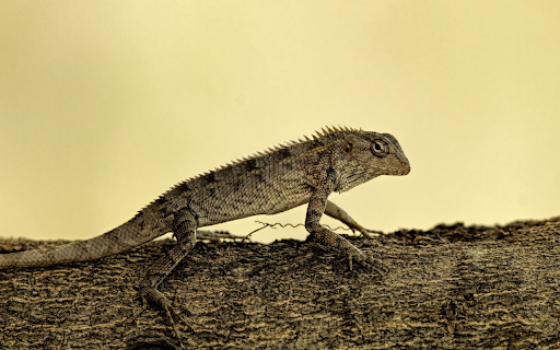 Lizard crawling trees from Chrome web store to be run with OffiDocs Chromium online Lizard crawling trees from Chrome web store to be run with OffiDocs Chromium online