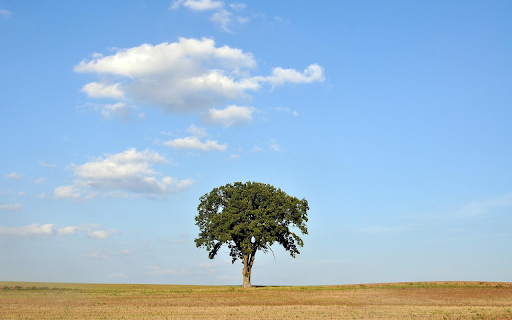 Lone Oak Under Blue Sky from Chrome web store to be run with OffiDocs Chromium online Lone Oak Under Blue Sky from Chrome web store to be run with OffiDocs Chromium online