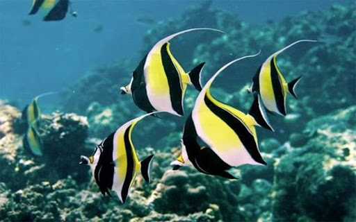 long face butterfly fish wallpaper... from Chrome web store to be run with OffiDocs Chromium online long face butterfly fish wallpaper... from Chrome web store to be run with OffiDocs Chromium online