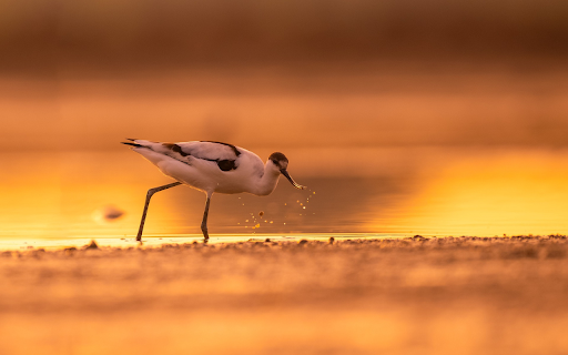 Long legged white bird from Chrome web store to be run with OffiDocs Chromium online Long legged white bird from Chrome web store to be run with OffiDocs Chromium online