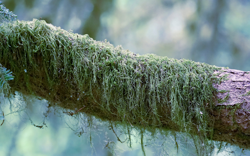 Long moss on wood trunk from Chrome web store to be run with OffiDocs Chromium online Long moss on wood trunk from Chrome web store to be run with OffiDocs Chromium online