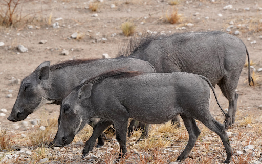Long snout pig from Chrome web store to be run with OffiDocs Chromium online Long snout pig from Chrome web store to be run with OffiDocs Chromium online