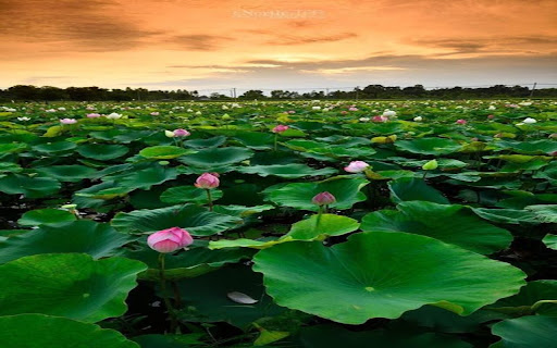 lotus field wallpaper from Chrome web store to be run with OffiDocs Chromium online lotus field wallpaper from Chrome web store to be run with OffiDocs Chromium online