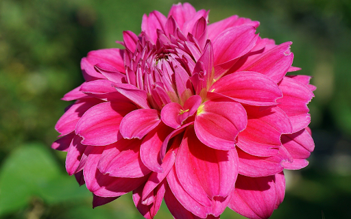 Lotus petal dahlia from Chrome web store to be run with OffiDocs Chromium online Lotus petal dahlia from Chrome web store to be run with OffiDocs Chromium online