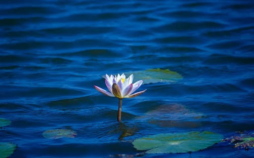 LOTUS Theme from Chrome web store to be run with OffiDocs Chromium online LOTUS Theme from Chrome web store to be run with OffiDocs Chromium online