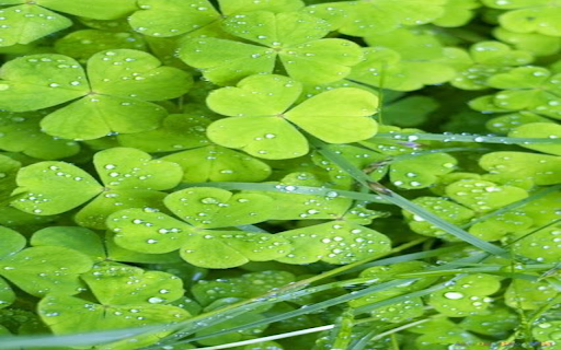 Lucky four leaf clover wallpaper from Chrome web store to be run with OffiDocs Chromium online Lucky four leaf clover wallpaper from Chrome web store to be run with OffiDocs Chromium online