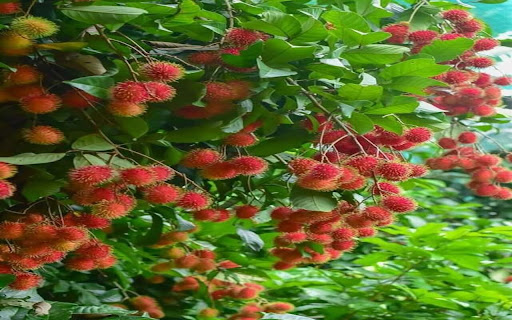 lychee tree wallpaper from Chrome web store to be run with OffiDocs Chromium online lychee tree wallpaper from Chrome web store to be run with OffiDocs Chromium online