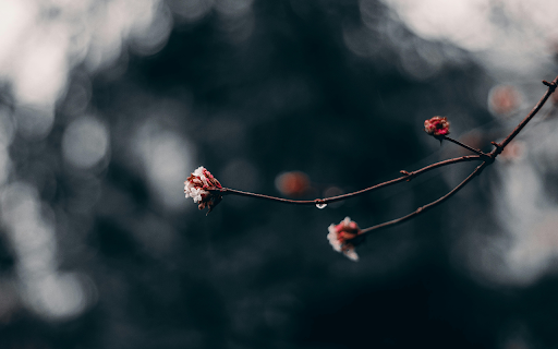 Macro Photography Of Red Flower Buds from Chrome web store to be run with OffiDocs Chromium online Macro Photography Of Red Flower Buds from Chrome web store to be run with OffiDocs Chromium online