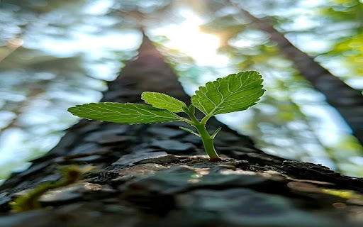 macro tree wallpaper from Chrome web store to be run with OffiDocs Chromium online macro tree wallpaper from Chrome web store to be run with OffiDocs Chromium online