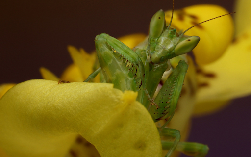 Mantis hidden warrior from Chrome web store to be run with OffiDocs Chromium online Mantis hidden warrior from Chrome web store to be run with OffiDocs Chromium online