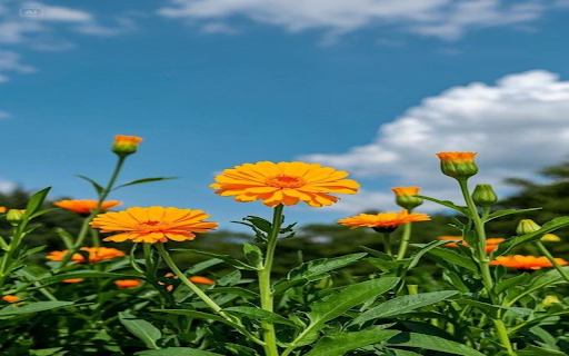 Marigold flower wallpaper from Chrome web store to be run with OffiDocs Chromium online Marigold flower wallpaper from Chrome web store to be run with OffiDocs Chromium online