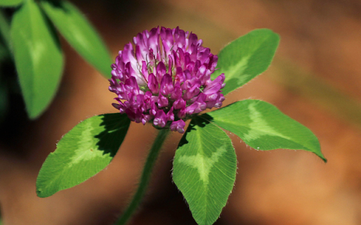 Medium Red Clover – Nature’s Blend of Beauty and Benefits from Chrome web store to be run with OffiDocs Chromium online Medium Red Clover – Nature’s Blend of Beauty and Benefits from Chrome web store to be run with OffiDocs Chromium online