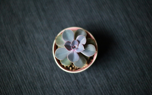 Minimal Succulent from Chrome web store to be run with OffiDocs Chromium online Minimal Succulent from Chrome web store to be run with OffiDocs Chromium online