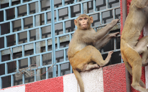 Monkey climbing from Chrome web store to be run with OffiDocs Chromium online Monkey climbing from Chrome web store to be run with OffiDocs Chromium online