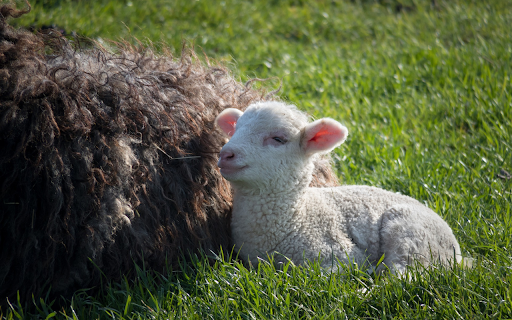 Mother and baby lamb from Chrome web store to be run with OffiDocs Chromium online Mother and baby lamb from Chrome web store to be run with OffiDocs Chromium online