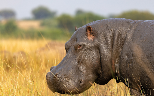 Muddy Hippo from Chrome web store to be run with OffiDocs Chromium online Muddy Hippo from Chrome web store to be run with OffiDocs Chromium online