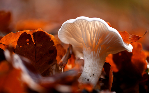 Mushrooms and falling leaves from Chrome web store to be run with OffiDocs Chromium online Mushrooms and falling leaves from Chrome web store to be run with OffiDocs Chromium online