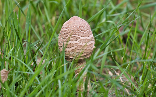 Mushrooms and grass from Chrome web store to be run with OffiDocs Chromium online Mushrooms and grass from Chrome web store to be run with OffiDocs Chromium online