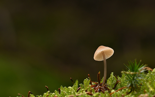 Mushrooms and moss from Chrome web store to be run with OffiDocs Chromium online Mushrooms and moss from Chrome web store to be run with OffiDocs Chromium online