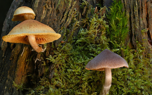 Mushrooms grow on tree trunks from Chrome web store to be run with OffiDocs Chromium online Mushrooms grow on tree trunks from Chrome web store to be run with OffiDocs Chromium online