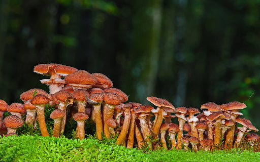 Mushrooms jostle each other from Chrome web store to be run with OffiDocs Chromium online Mushrooms jostle each other from Chrome web store to be run with OffiDocs Chromium online