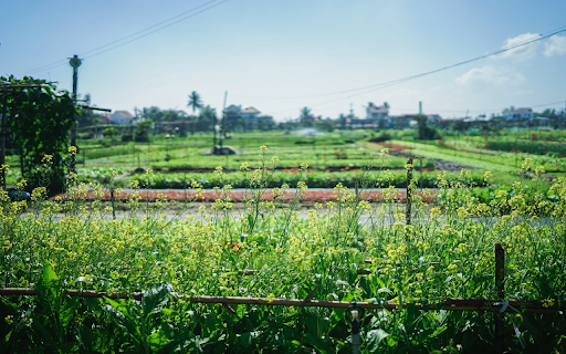Mustard flower garden from Chrome web store to be run with OffiDocs Chromium online Mustard flower garden from Chrome web store to be run with OffiDocs Chromium online