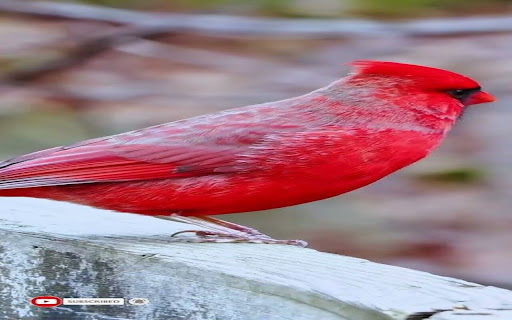 Northern Cardinal bird wallpaper from Chrome web store to be run with OffiDocs Chromium online Northern Cardinal bird wallpaper from Chrome web store to be run with OffiDocs Chromium online