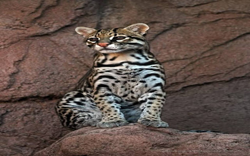 ocelot wallpaper from Chrome web store to be run with OffiDocs Chromium online ocelot wallpaper from Chrome web store to be run with OffiDocs Chromium online