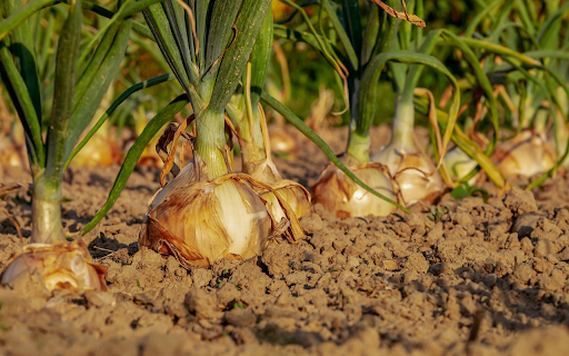 Onions are in good season from Chrome web store to be run with OffiDocs Chromium online Onions are in good season from Chrome web store to be run with OffiDocs Chromium online