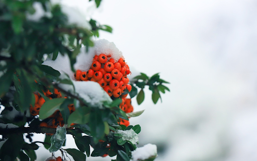 Orange and snowy fruit from Chrome web store to be run with OffiDocs Chromium online Orange and snowy fruit from Chrome web store to be run with OffiDocs Chromium online