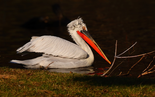 Orange billed pelican from Chrome web store to be run with OffiDocs Chromium online Orange billed pelican from Chrome web store to be run with OffiDocs Chromium online