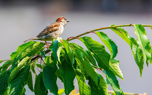 Orange brown bird from Chrome web store to be run with OffiDocs Chromium online Orange brown bird from Chrome web store to be run with OffiDocs Chromium online