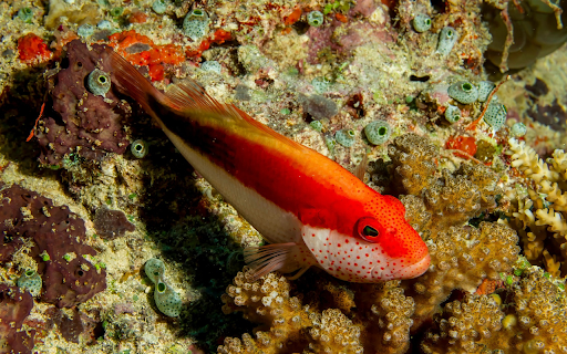 Orange Fish from Chrome web store to be run with OffiDocs Chromium online Orange Fish from Chrome web store to be run with OffiDocs Chromium online