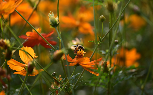 Orange Flowers from Chrome web store to be run with OffiDocs Chromium online Orange Flowers from Chrome web store to be run with OffiDocs Chromium online