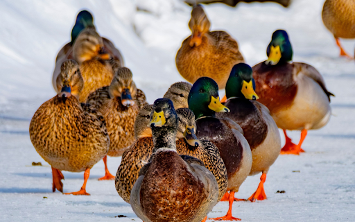 Orange footed Ducks from Chrome web store to be run with OffiDocs Chromium online Orange footed Ducks from Chrome web store to be run with OffiDocs Chromium online