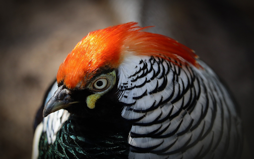 Orange headed chicken from Chrome web store to be run with OffiDocs Chromium online Orange headed chicken from Chrome web store to be run with OffiDocs Chromium online