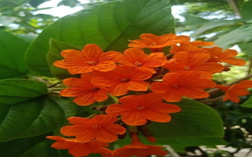 Orange iridescent flower wallpaper from Chrome web store to be run with OffiDocs Chromium online Orange iridescent flower wallpaper from Chrome web store to be run with OffiDocs Chromium online