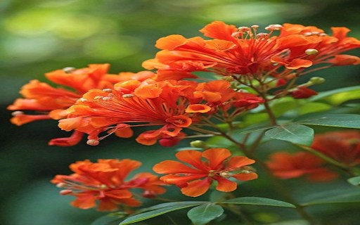 Orange magnolia flower wallpaper from Chrome web store to be run with OffiDocs Chromium online Orange magnolia flower wallpaper from Chrome web store to be run with OffiDocs Chromium online