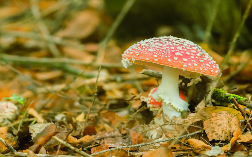 orange red dwarf mushroom from Chrome web store to be run with OffiDocs Chromium online orange red dwarf mushroom from Chrome web store to be run with OffiDocs Chromium online