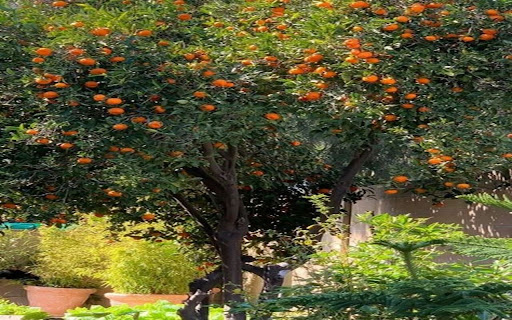 orange tree wallpaper with ripe fruit from Chrome web store to be run with OffiDocs Chromium online orange tree wallpaper with ripe fruit from Chrome web store to be run with OffiDocs Chromium online