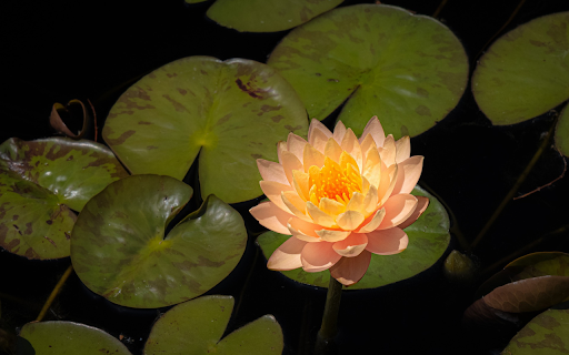 Orange water lily from Chrome web store to be run with OffiDocs Chromium online Orange water lily from Chrome web store to be run with OffiDocs Chromium online