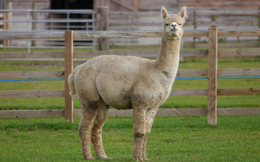Ornamental camel next to the fence from Chrome web store to be run with OffiDocs Chromium online Ornamental camel next to the fence from Chrome web store to be run with OffiDocs Chromium online