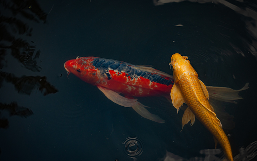 Pair of beautiful ornamental fish from Chrome web store to be run with OffiDocs Chromium online Pair of beautiful ornamental fish from Chrome web store to be run with OffiDocs Chromium online