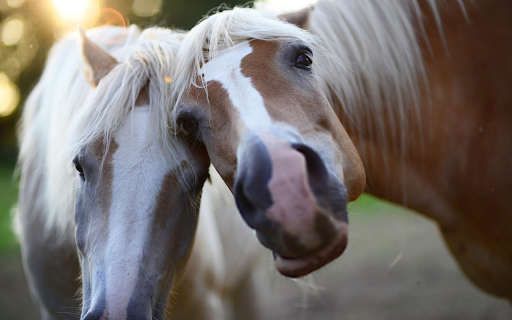 Pair of close horses from Chrome web store to be run with OffiDocs Chromium online Pair of close horses from Chrome web store to be run with OffiDocs Chromium online