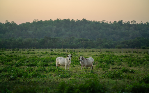 pair of white goats from Chrome web store to be run with OffiDocs Chromium online pair of white goats from Chrome web store to be run with OffiDocs Chromium online